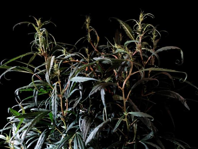 3M 🐵 Congo & x. Week 9