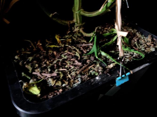 3M 🐵 Congo & x. Week 9