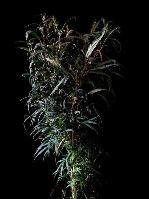 3M 🐵 Congo & x. Week 9