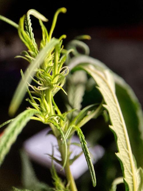 3M 🐵 Congo & x. Week 9