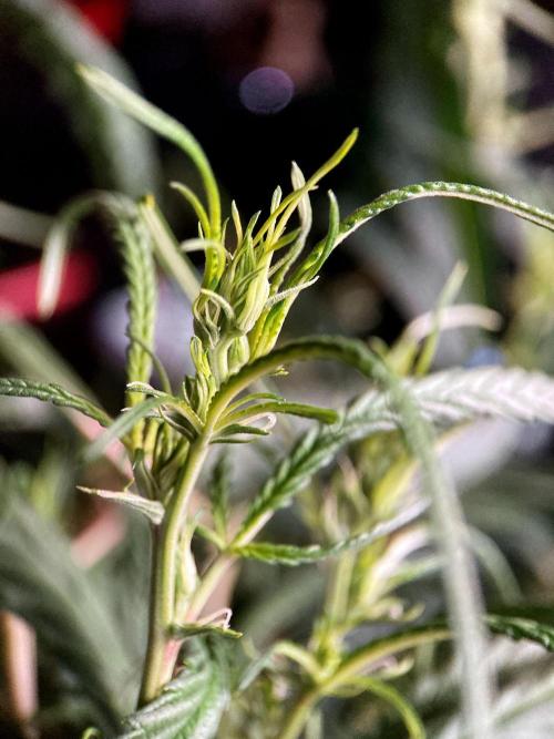 3M 🐵 Congo & x. Week 9