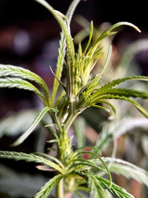 3M 🐵 Congo & x. Week 9