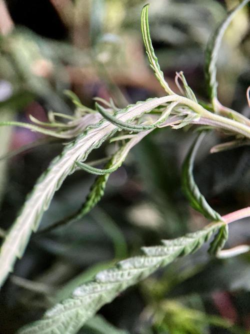 3M 🐵 Congo & x. Week 9