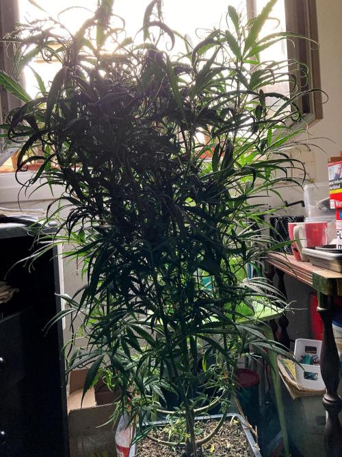 3M 🐵 Congo & x. Week 9