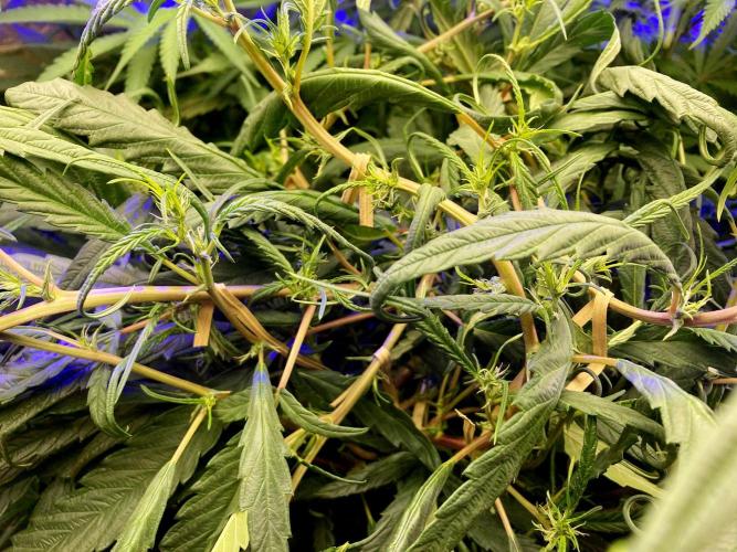 3M 🐵 Congo & x. Week 9