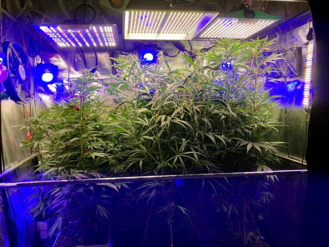 3M 🐵 Congo & x. Week 9