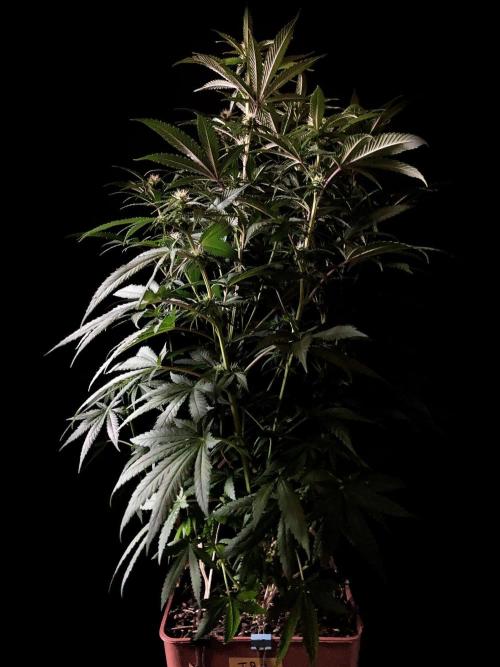 3M 🔥 Txerri Bilbo Haze. Week 9