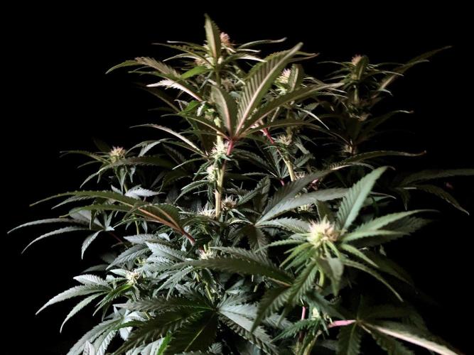 3M 🔥 Txerri Bilbo Haze. Week 9