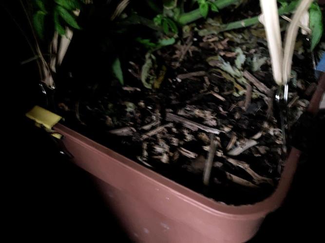 3M 🔥 Txerri Bilbo Haze. Week 9 - Sacred Mulch