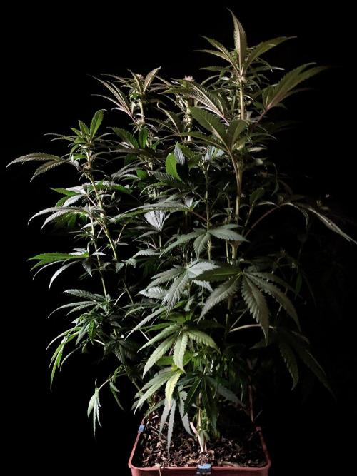 3M 🔥 Txerri Bilbo Haze. Week 9