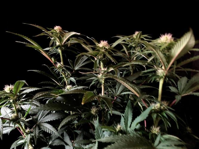 3M 🔥 Txerri Bilbo Haze. Week 9