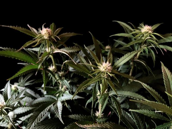 3M 🔥 Txerri Bilbo Haze. Week 9