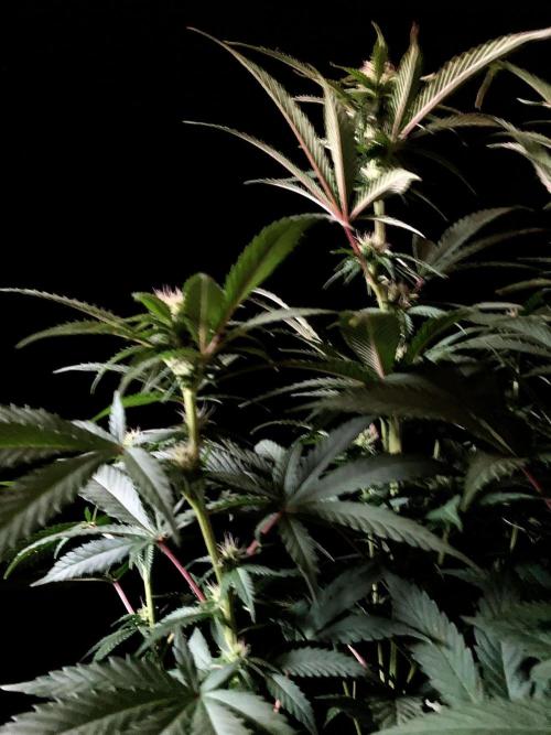 3M 🔥 Txerri Bilbo Haze. Week 9