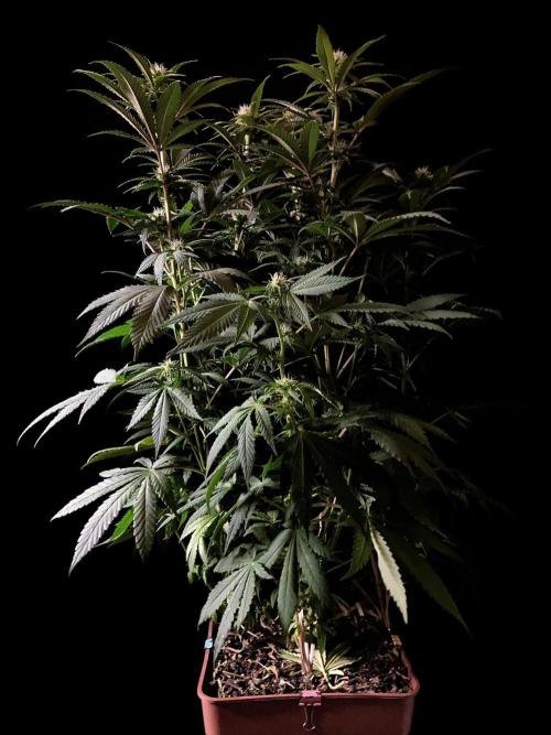 3M 🔥 Txerri Bilbo Haze. Week 9