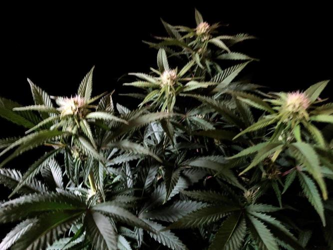 3M 🔥 Txerri Bilbo Haze. Week 9