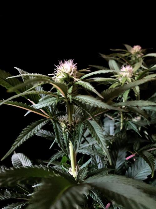 3M 🔥 Txerri Bilbo Haze. Week 9