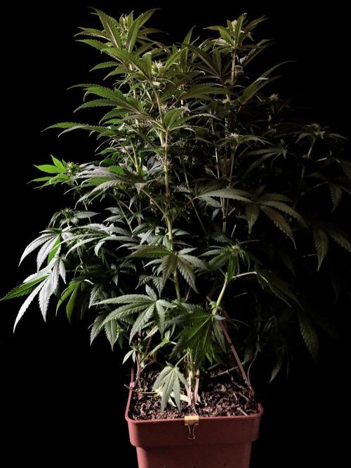 3M 🔥 Txerri Bilbo Haze. Week 9