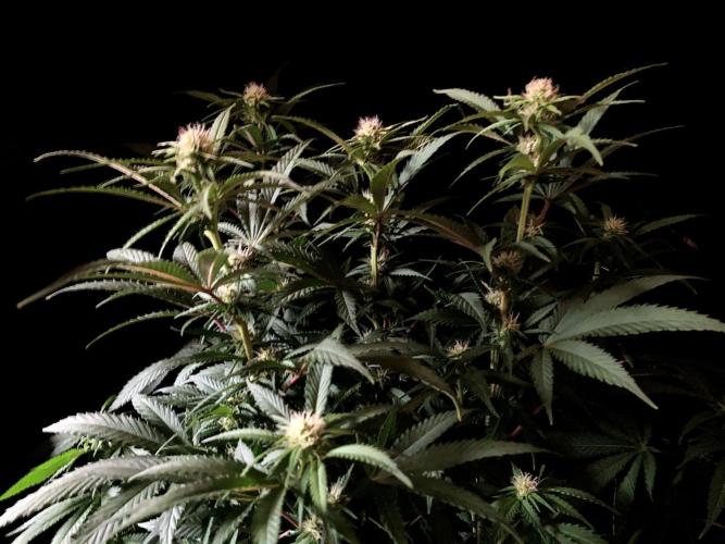 3M 🔥 Txerri Bilbo Haze. Week 9