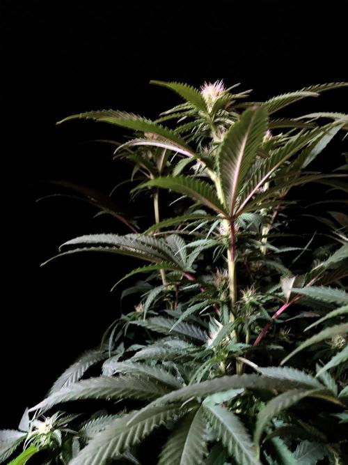 3M 🔥 Txerri Bilbo Haze. Week 9