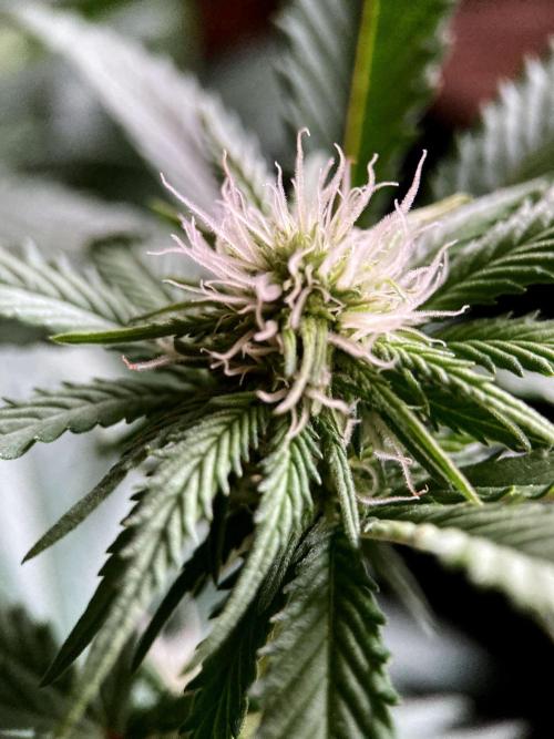 3M 🔥 Txerri Bilbo Haze. Week 9