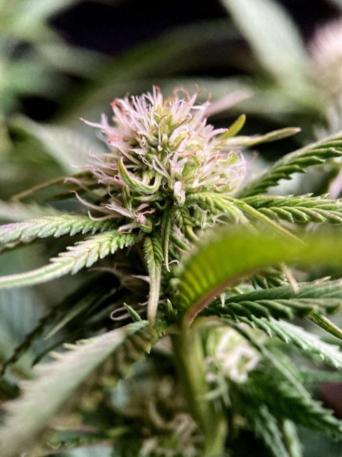 3M 🔥 Txerri Bilbo Haze. Week 9