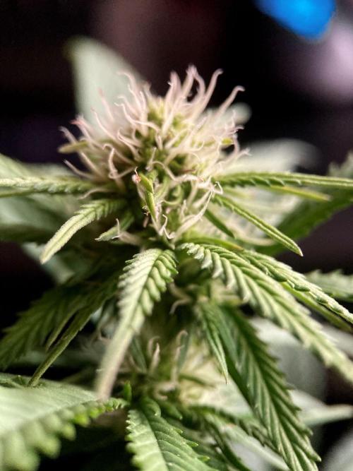 3M 🔥 Txerri Bilbo Haze. Week 9