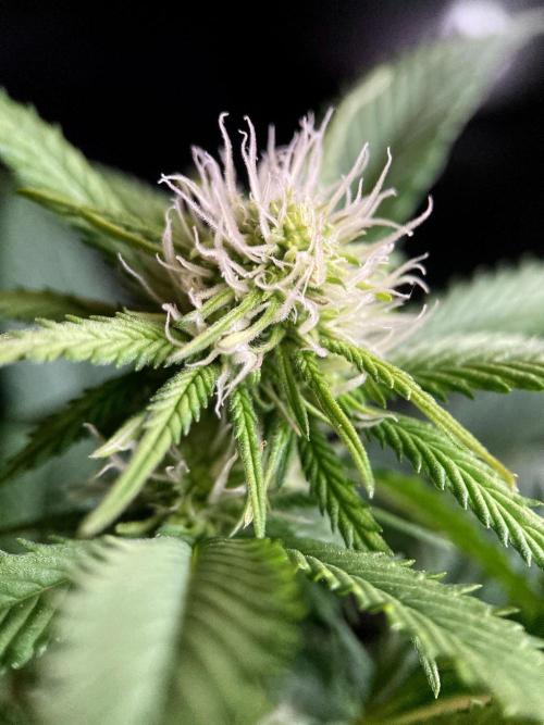 3M 🔥 Txerri Bilbo Haze. Week 9