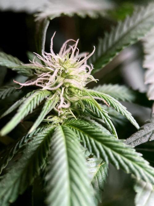 3M 🔥 Txerri Bilbo Haze. Week 9