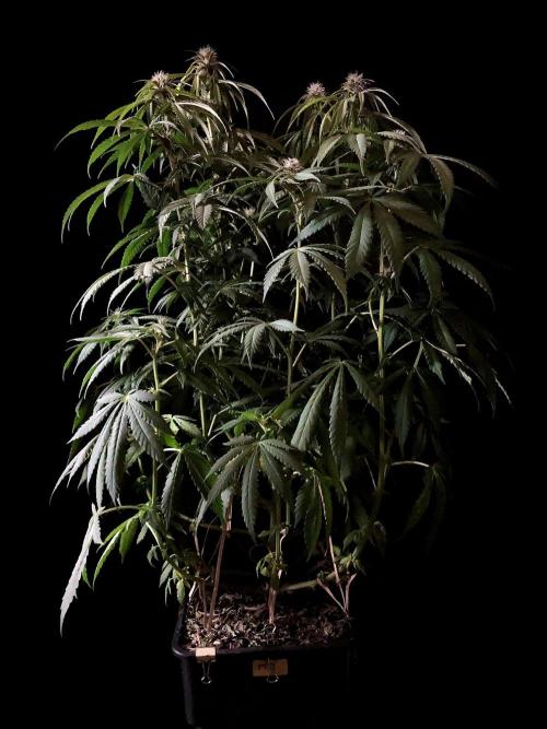 3M 🔻 Mendocino Purple Kush. Week 8