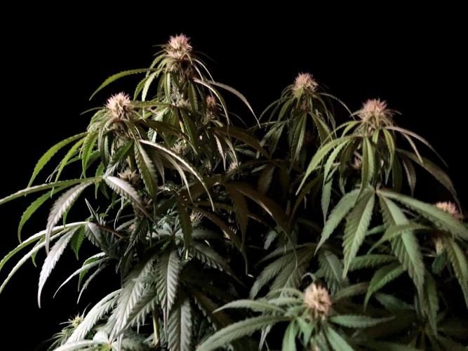 3M 🔻 Mendocino Purple Kush. Week 8