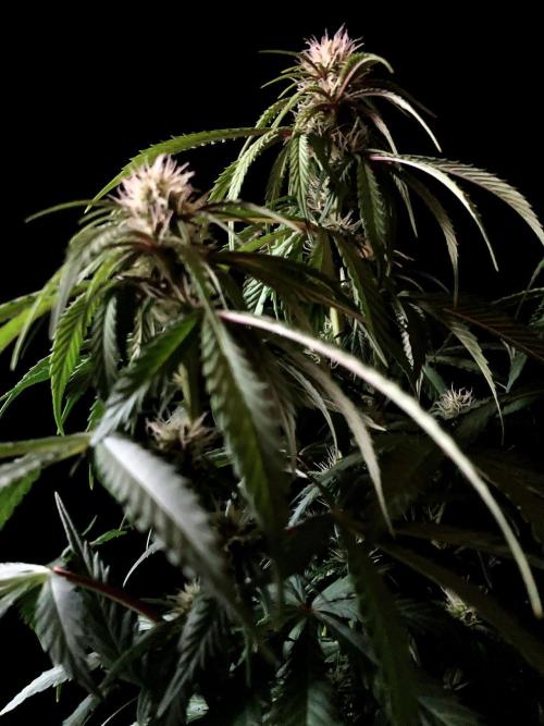 3M 🔻 Mendocino Purple Kush. Week 8