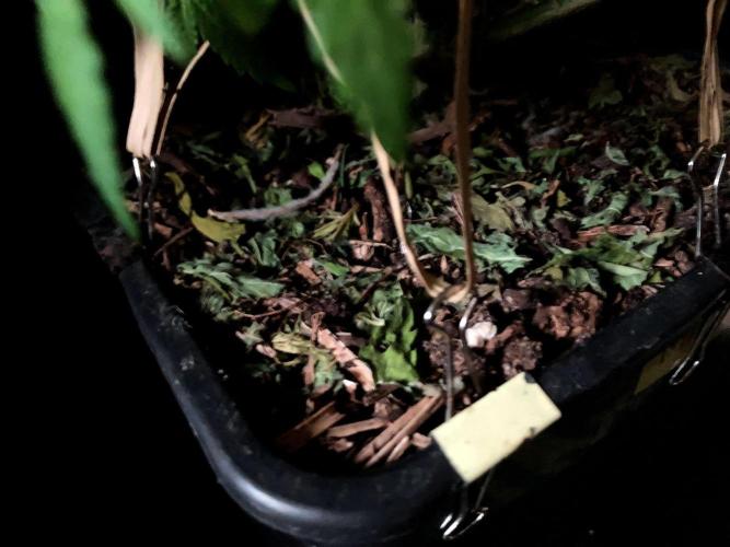 3M 🔻 Mendocino Purple Kush. Week 8 - Sacred Mulch