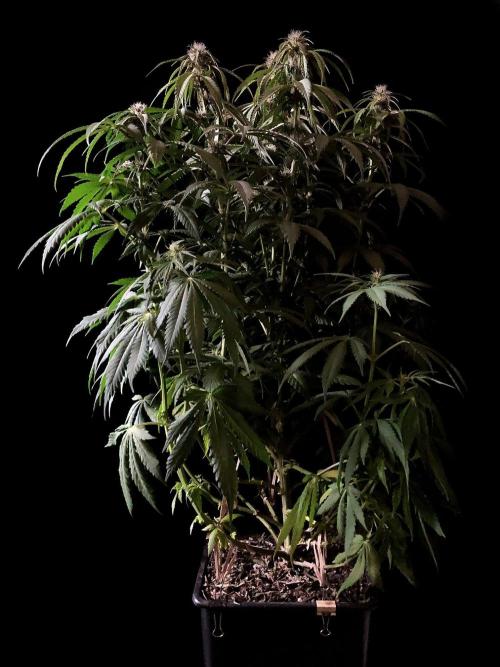 3M 🔻 Mendocino Purple Kush. Week 8