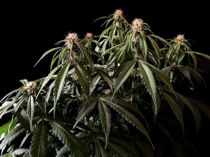 3M 🔻 Mendocino Purple Kush. Week 8