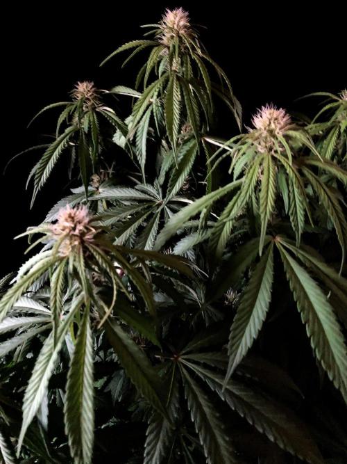 3M 🔻 Mendocino Purple Kush. Week 8