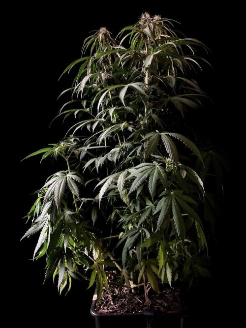 3M 🔻 Mendocino Purple Kush. Week 8