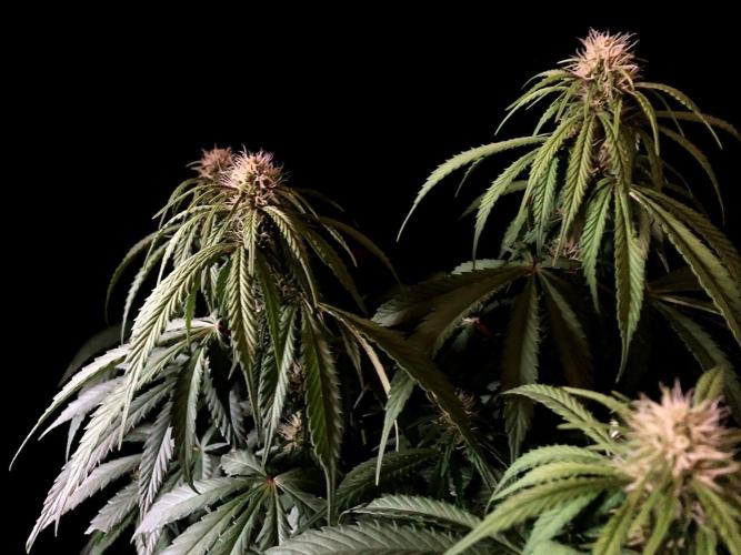 3M 🔻 Mendocino Purple Kush. Week 8