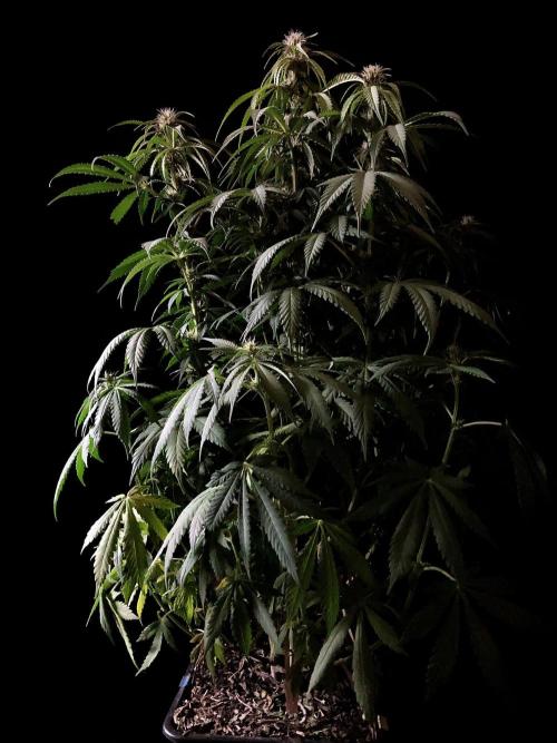 3M 🔻 Mendocino Purple Kush. Week 8