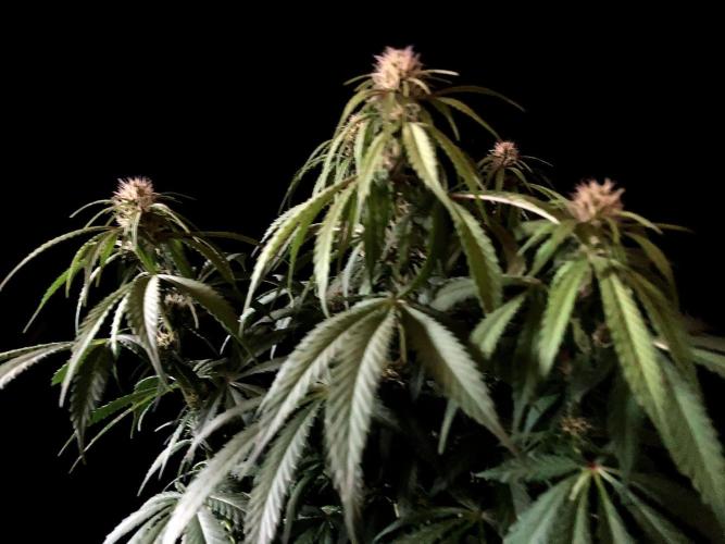 3M 🔻 Mendocino Purple Kush. Week 8