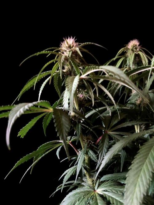 3M 🔻 Mendocino Purple Kush. Week 8