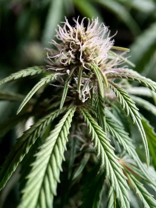 3M 🔻 Mendocino Purple Kush. Week 8