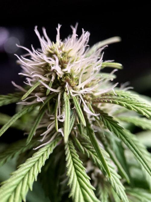 3M 🔻 Mendocino Purple Kush. Week 8