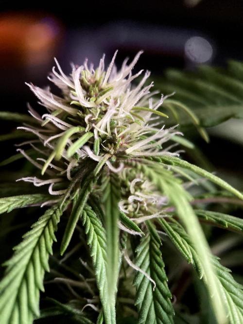 3M 🔻 Mendocino Purple Kush. Week 8