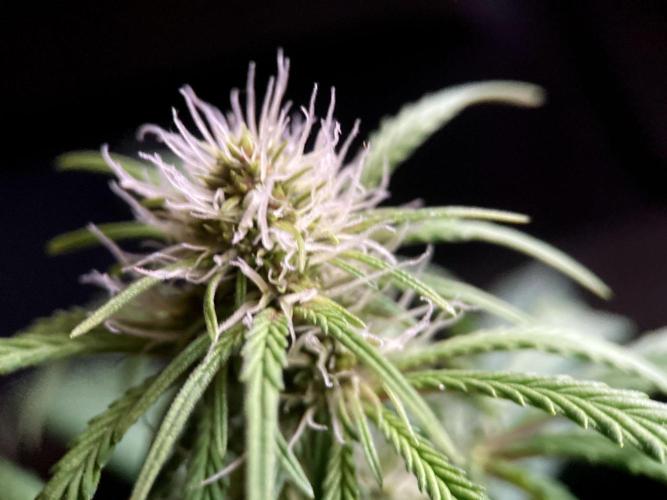 3M 🔻 Mendocino Purple Kush. Week 8