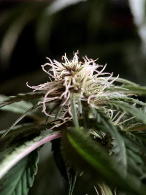 3M 🔻 Mendocino Purple Kush. Week 8