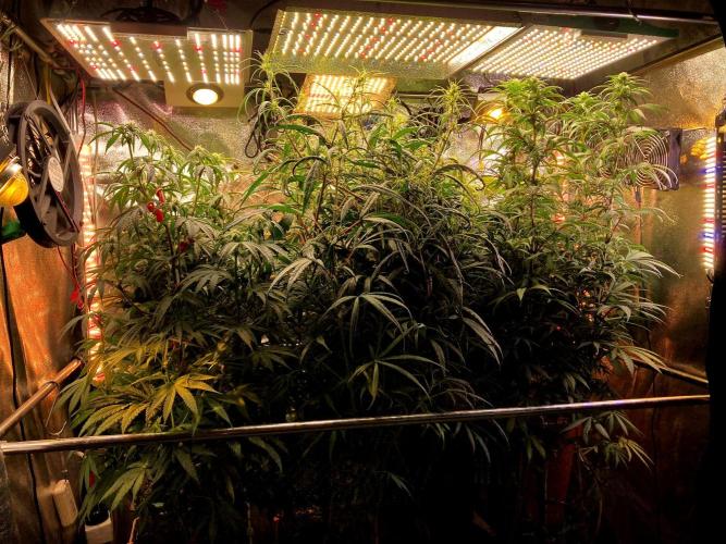 3M 🔻 Mendocino Purple Kush. Week 8 - The orange home