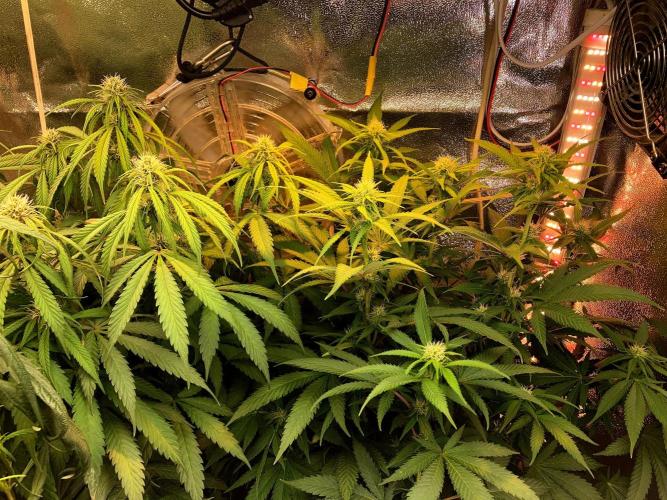 3M 🔻 Mendocino Purple Kush. Week 8