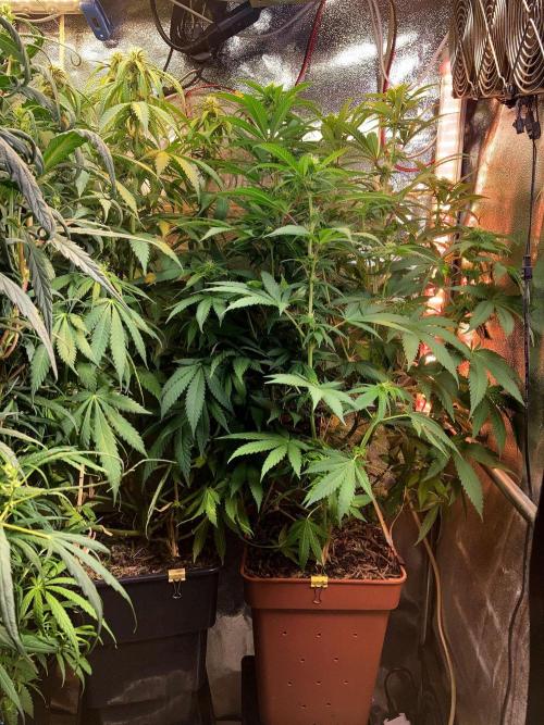 3M 🔻 Mendocino Purple Kush. Week 8