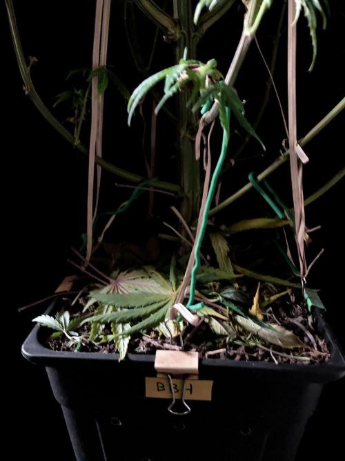 3M 🌟 Bahia Black Head. Week 10