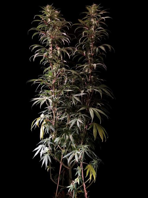 3M 🌟 Bahia Black Head. Week 10